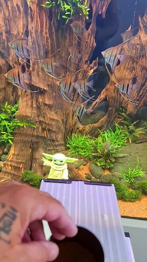 16M views · 703K reactions |  Saturday mood at Jöst Aquaristic...