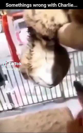 Hey charlie #meme #funny