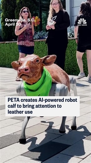 453K views · 7.5K reactions | An AI-powered robot calf named “Charli XC Cow” intends to bring attention to leather use. | NBC News | Facebook