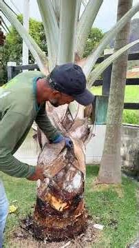 Palm tree cleaning—keeping in mind that the plant must not be damaged—the cut