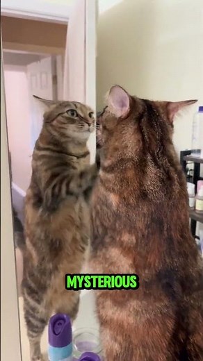 4 Facts About Cats You Didn't Know Until Today
