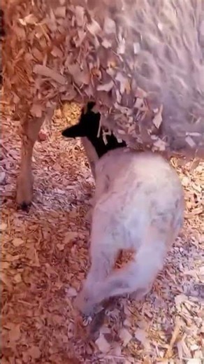 A few hours old ewe lamb we named Malkia #dorper #sheep #farm