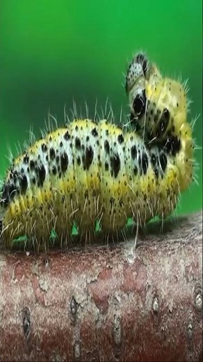 Life cycle of Cabbage Butterfly (Pieris brassicae) - Life history of Large White