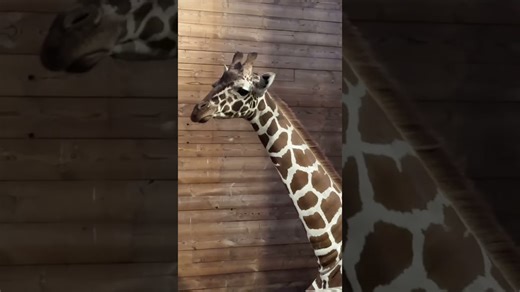Tall giraffe spends the day chewing on green leafy branches