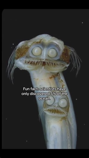 Discovering the Mysteries of Ocean Life