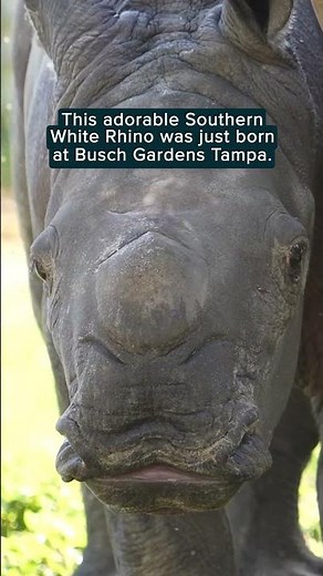 New baby rhino rivals the cuteness of viral pygmy hippo Moo Deng | Humankind #shorts #goodnews