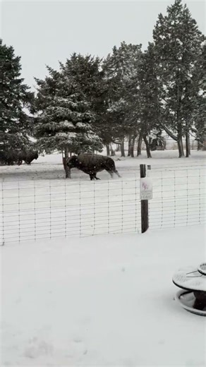 Bison Jumping & Running in the Snow ❄️🦬 Cabin Views!