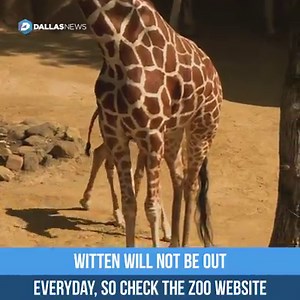 13K views · 456 reactions | Meet Witten, the newest giraffe at the Dallas Zoo ready to go long. And yes, the longnecked babe is named after the Dallas Cowboys' Jason Witten. Read more about the spots we're seeing on the savanna: https://www.dallasnews.com/news/dallas-zoo/2018/05/24/seeing-spots-savanna-baby-giraffe-witten-makes-public-debut-dallas-zoo | The Dallas Morning News | Facebook
