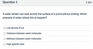 A water strider can walk across the surface of a pond without s... | Filo