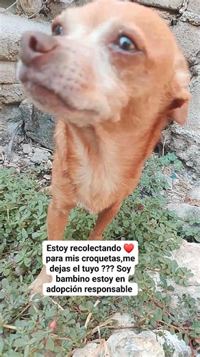 Soy bambino, estoy en búsqueda de un mejor entorno.me ayudas a que me adopten 🫶🐶❤️🙂‍↕️ estoy recolectando ❤️ para mis croquetas y bravecto Adopta a distancia,. 💔🥹🫶🐶 💔🥹 Deja tu ❤️ ayudanos a llegar a muchas personas dinámicas en puerta 🫶👃🐶💕💕💕 Adopta a distancia 🐶🫶❤️🦴 Dinámica cel https://www.facebook.com/share/p/1CcfbTuGBA/ Dinámica peluche Michi https://www.facebook.com/share/p/1DxutESzHY/ Dinámica tragamonedas Michi https://www.facebook.com/share/p/1Faa88msPL/ Formas de 🐶🫶❤️