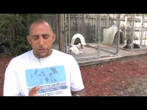 How to Stop Destructive Behavior in Your Dogs