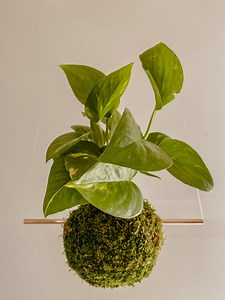 Medium Pathos - Kokedama String Garden Moss Balls - Etsy