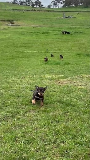 Australian kelpie puppies