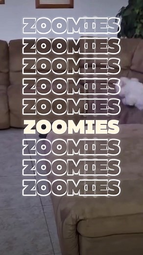 Zoomies o Fraps en Perros: Comprendiendo su Comportamiento