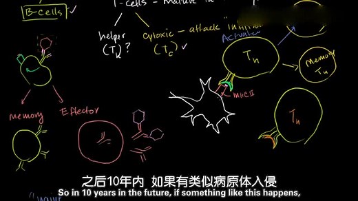 第104集：T细胞