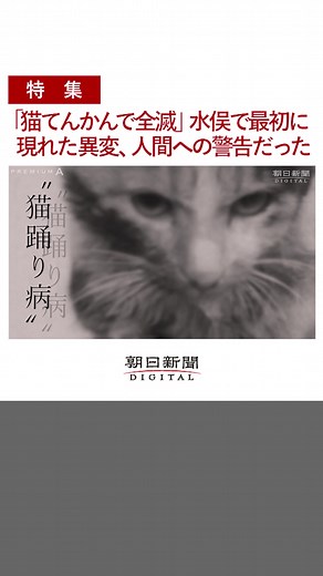 最初の異変は#漁村 の#ネコ からでした。 足がもつれ、狂ったように走り、海へ飛び込んで死ぬ……「猫踊り病」と言われました。 #水俣病 という言葉がまだなかった時代。それは人間への#警告 でした。 #MINAMATA #ユージン・スミス #ジョニーデップ #tiktokでニュース