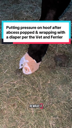 Hoof abcess 101 per the vet and ferrier. Pop abcess clean and wrap with diaper. Done and done. #horse #horsecare #horsehoof #horsetok #horsesoftiktok #horsegirl #hoof #hoofcare