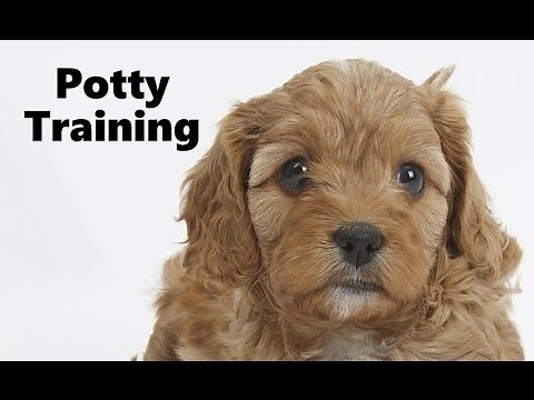 How To Potty Train A Cavapoo Puppy - Cavoodle House Training Tips - Housebreaking Cavapoo Puppies