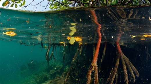 Mangrove magic: how a tree saved Florida $1.5 billion in hurricane damages