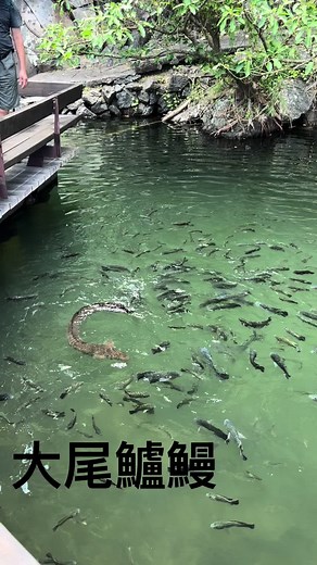 大尾鱸鰻探索之旅