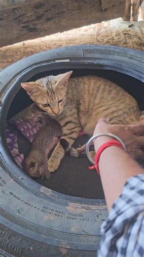 474K views · 4.2K reactions | None can seperate baby from her mumma #cute #cat #baby #kitten #catlovers #mom #love | Andaman Baby | Facebook