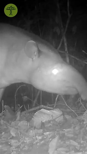 Discover the Sniffing Style of Tapirus Terrestris