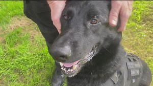 San Diego police dog, hero, survives 2nd stabbing in 4 months