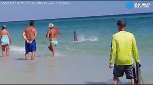 Sharks appear in shallow water near Florida beach