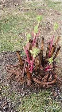 How to Divide and Propagate Your Peony Plant