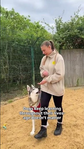 Have you seen our Dog Ownership Guide? | Dogs Trust