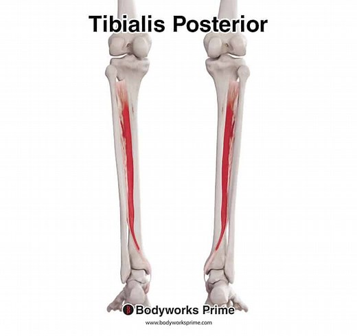 Tibialis Posterior Muscle Anatomy - Bodyworks Prime