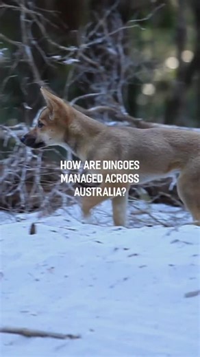 2.4K views · 251 reactions | How is Australia managing dingoes? We’re killing them. It’s time to do things differently.  | Defend the Wild | Facebook