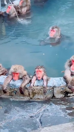 Snow Monkeys and Hot Springs in Jigokudani Snow Monkey Park, Japan