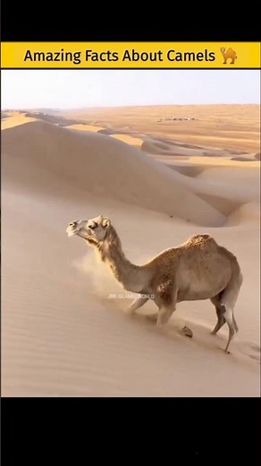 Can a Camel 🐪 Eat a Snake?