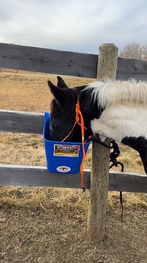 Crunchies #weanlings #snacktime #horses #crunchy #chores #foodmotivated | Medicine Hills Ranch