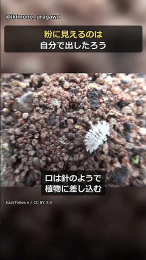 【カイガラムシ】白い粉をかぶった虫が、ゆっくり歩いている