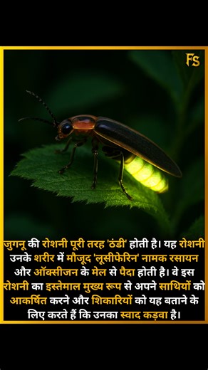Firefly light is completely "cold." This light is produced by a chemical reaction between a substance called luciferin, present in their bodies, and oxygen. They primarily use this light to attract mates and to signal to predators that they taste bad. #firefly #nature Fact Samrat | Fact Samrat