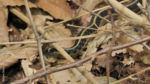 A medium-sized snake probably the common garter snake (Thamnophis sirtalis) from the family Colubridae. Lives from Canada to the Gulf of Mexico. Delaware (USA).