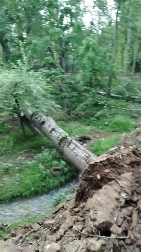 Massive Windstorm Aftermath | Trees Uprooted & Property Damaged | Natural Disaster 2025