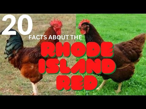 20 Facts About the Rhode Island Red Chicken Breed