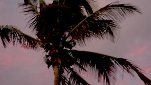 Visit Ron Jon at Disney Springs or the iconic Cocoa Beach flagship. | Ron Jon Surf Shop Main Page