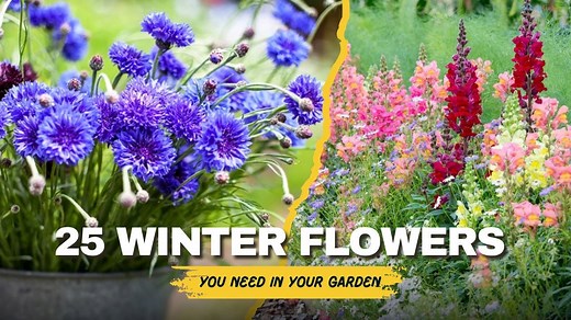 These flowers make frosty gardens feel warm and inviting