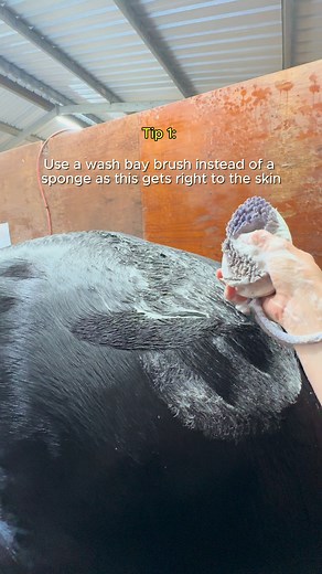 Clipping your horse soon? Or maybe you already have... and it didn’t quite turn out how you hoped? 👀 Give this a watch — we’re sharing 3 simple tips to get your horse’s coat clean, smooth, and clip-ready, including the spots you really don’t want to miss. Products featured: ✨ Hairy Pony Natural Shampoo – gentle, effective cleansing to remove dirt and oil build-up ✨ Hairy Pony Wash Bay Brush – designed to lift grime without irritating sensitive skin and getting right the base! Proper prep = bett