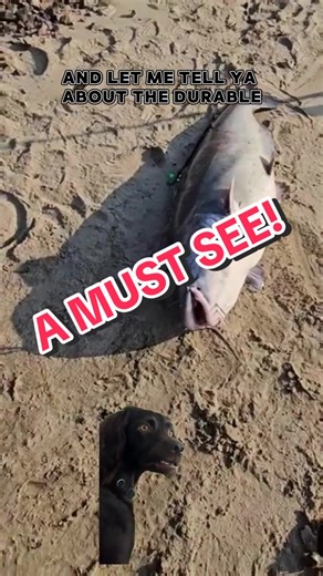 Matt Cat Rig 🔥🔥🔥 IN THE TIKTOK SHOP! #fishing #tiktokshop #fyp #trending #musthave