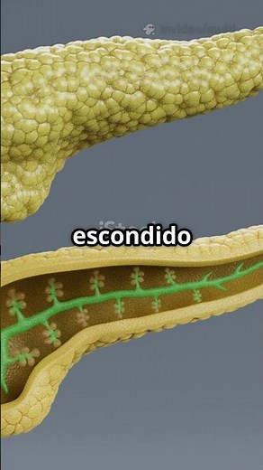 Where is the pancreas? Discover it in 3D!