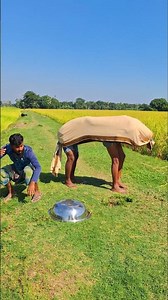 “When Fake Cows Turn Savage 😂 | You Won’t Believe What Happens Next!”