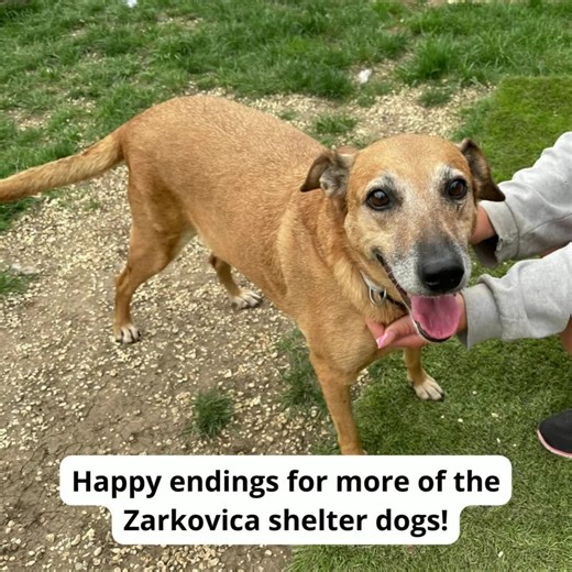 ZARKOVICA SHELTER UPDATE – MORE GOOD NEWS! Last week, another 11 dogs from Zarkovica arrived safely to adoption and foster homes in the UK. They are already happily settling in to cosy beds and loving families. Thanks to our partners at A New Leash For Life for helping to find great homes for these dogs who so deserved a new chance at life. Unfortunately, some dogs still face further medical treatments due to underlying health issues that have been left untreated for too long, but with your cont