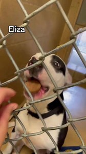 5.6K views · 142 reactions | It's Peanut Butter Cookie Time! Check out some of our adoptable pups enjoying a delicious dog cookie treat. Any of these pups catch your eye? Learn more about these doggos and all the adoptable dogs available: https://humanesocietyhbg.org/adopt/adoptable-dogs/ Humane Society of Harrisburg Area 7790 Grayson Road Harrisburg, PA 17111 Kennel License #01916 | Humane Society of Harrisburg Area | Facebook