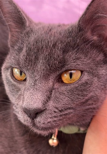 𝚌𝚕𝚘𝚟𝚎𝚛 𝚒𝚜 𝚓𝚞𝚜𝚝 𝚊 𝚌𝚞𝚝𝚎 𝚌𝚊𝚝🥰 ‎܁˖. ݁₊ ⊹ . ݁˖ . ݁. ݁₊ ⊹ . ݁˖ . ݁.☘︎ ⊹ . ݁˖ . ‎܁˖.. ݁₊ ⊹ . ݁˖ . ݁.☘︎ ݁₊ ℱℴ𝓁𝓁ℴ𝓌 𝒻ℴ𝓇 𝓂ℴ𝓇ℯ 𝒸𝓁ℴ𝓋ℯ𝓇 𝒸ℴ𝓃𝓉ℯ𝓃𝓉~🍀 #fyp #fypシ #foryou #kitten #cat