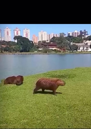Funny Capybara Videos Compilation | Hilarious Capybara Moments